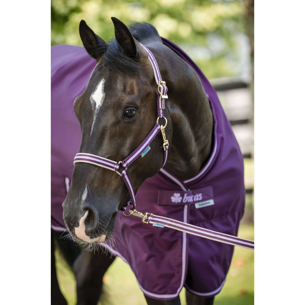 Bucas Cabestro Dublin Potro Blackberry