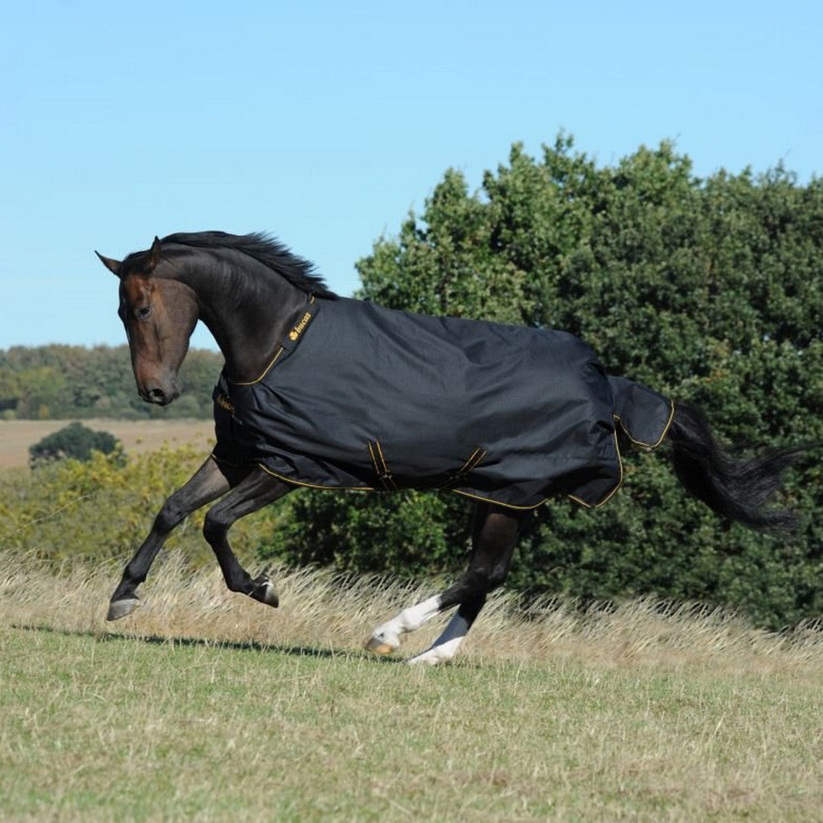 Bucas Irish Turnout Extra Negro/Oro