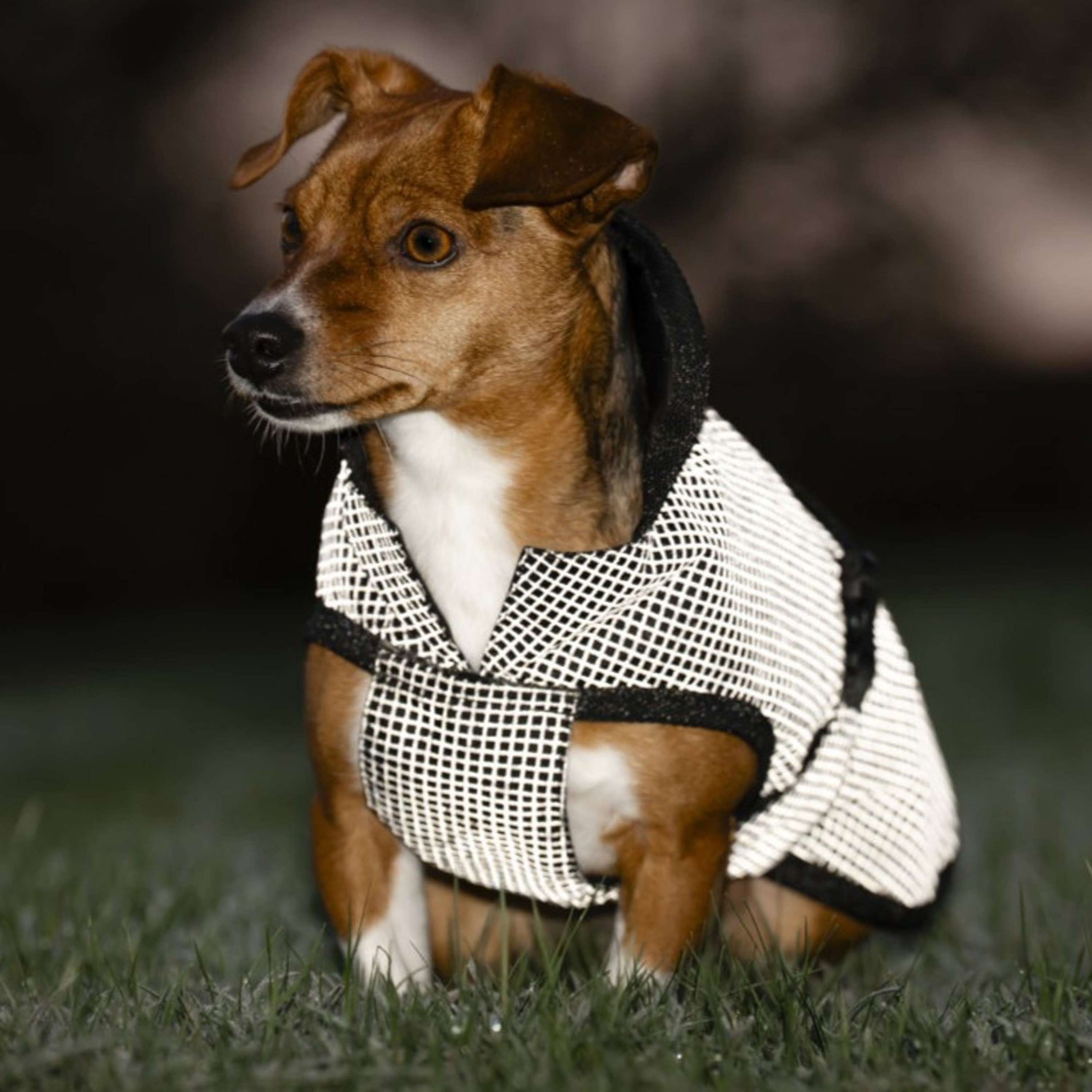 Bucas Dog Rug Reflectglow Reflectglow Bucas Dog Rug Reflectglow Reflectglow