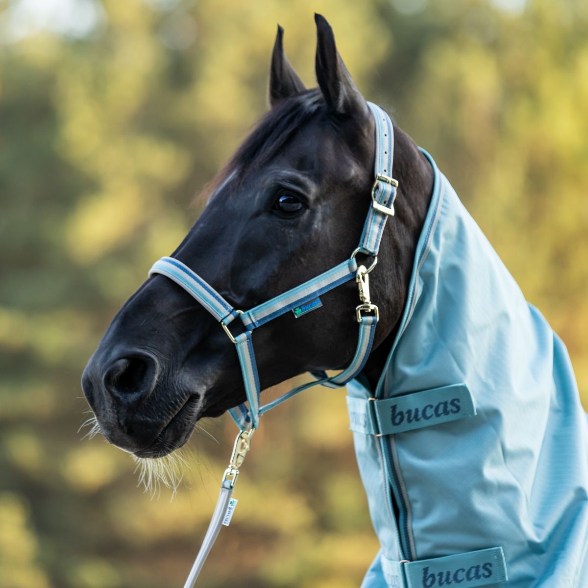 Bucas Lead Rein Dublin Padded Turquoise