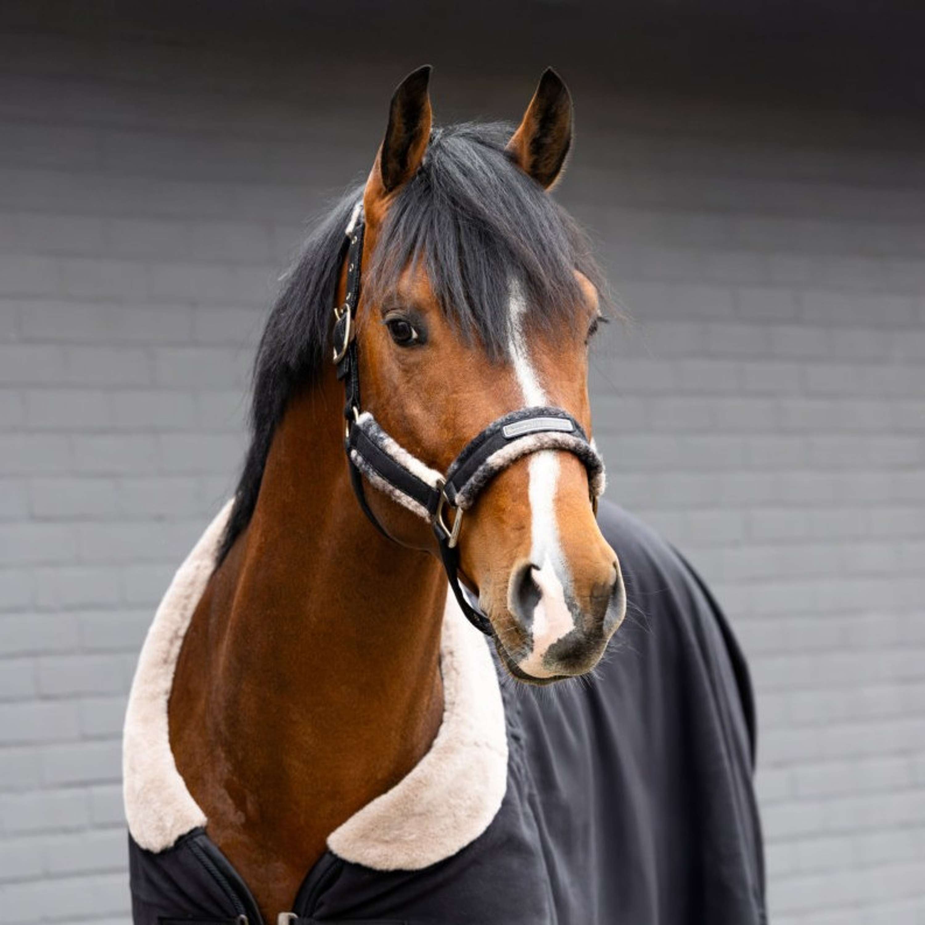 Cavallo Cabestro Cavallavi Kleur ES: Cuadros
