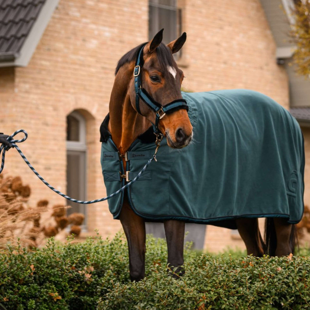 Cavallo Cabestro CavalJero con Piel Dark Peacock