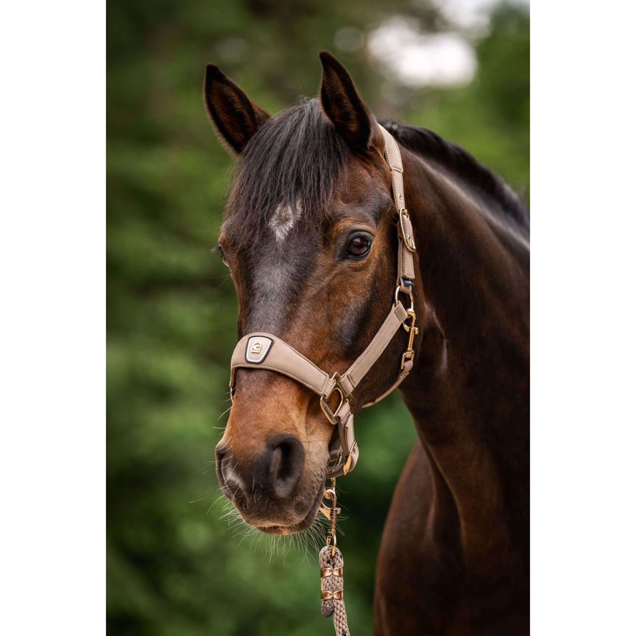 Cavallo Cabestro CavalPawel Mocha Latte Cavallo Cabestro CavalPawel Mocha Latte