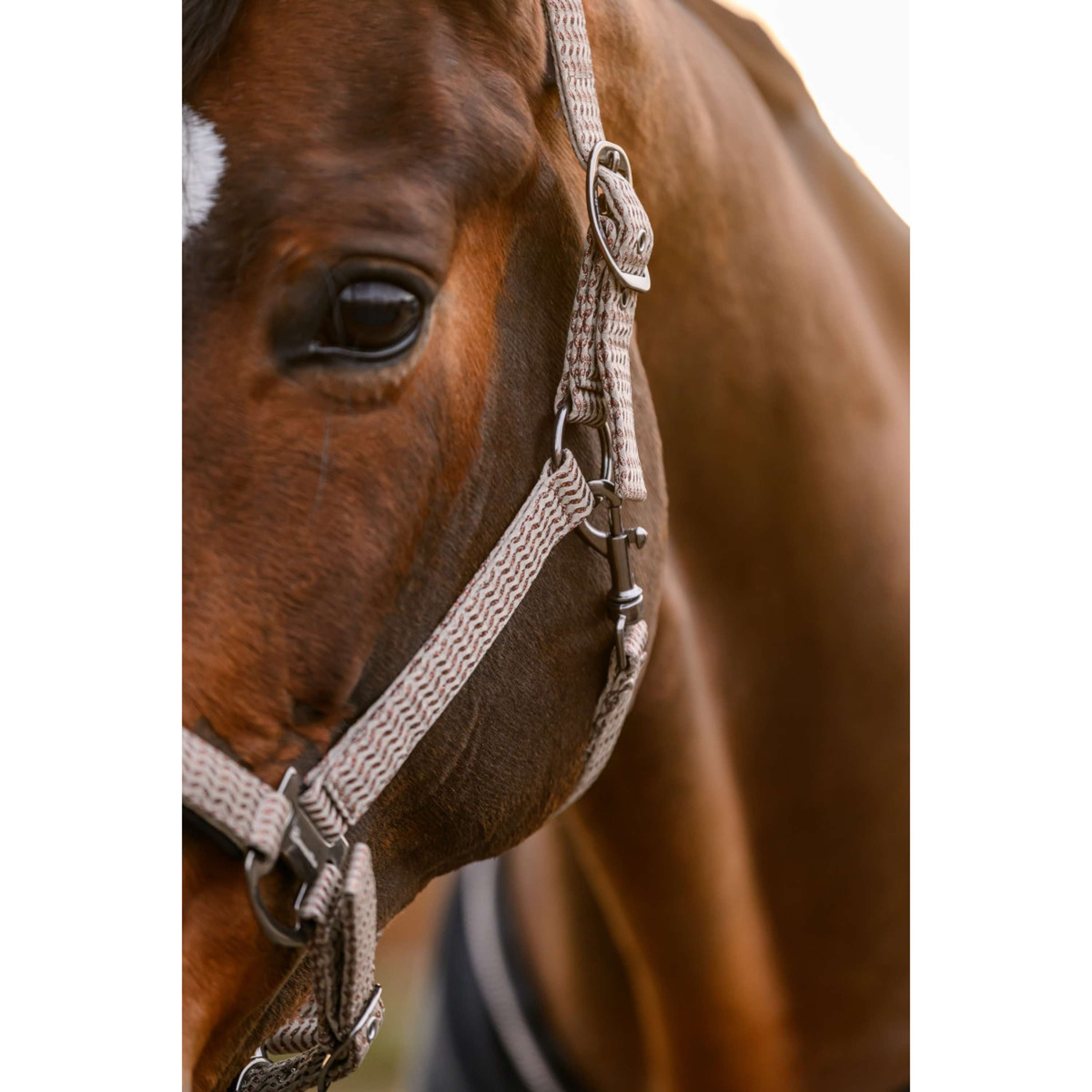 Cavallo Cabestro CavalRose Latte