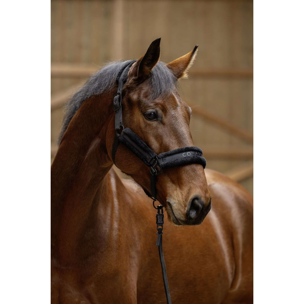 Covalliero Cabezada AW25 Negro