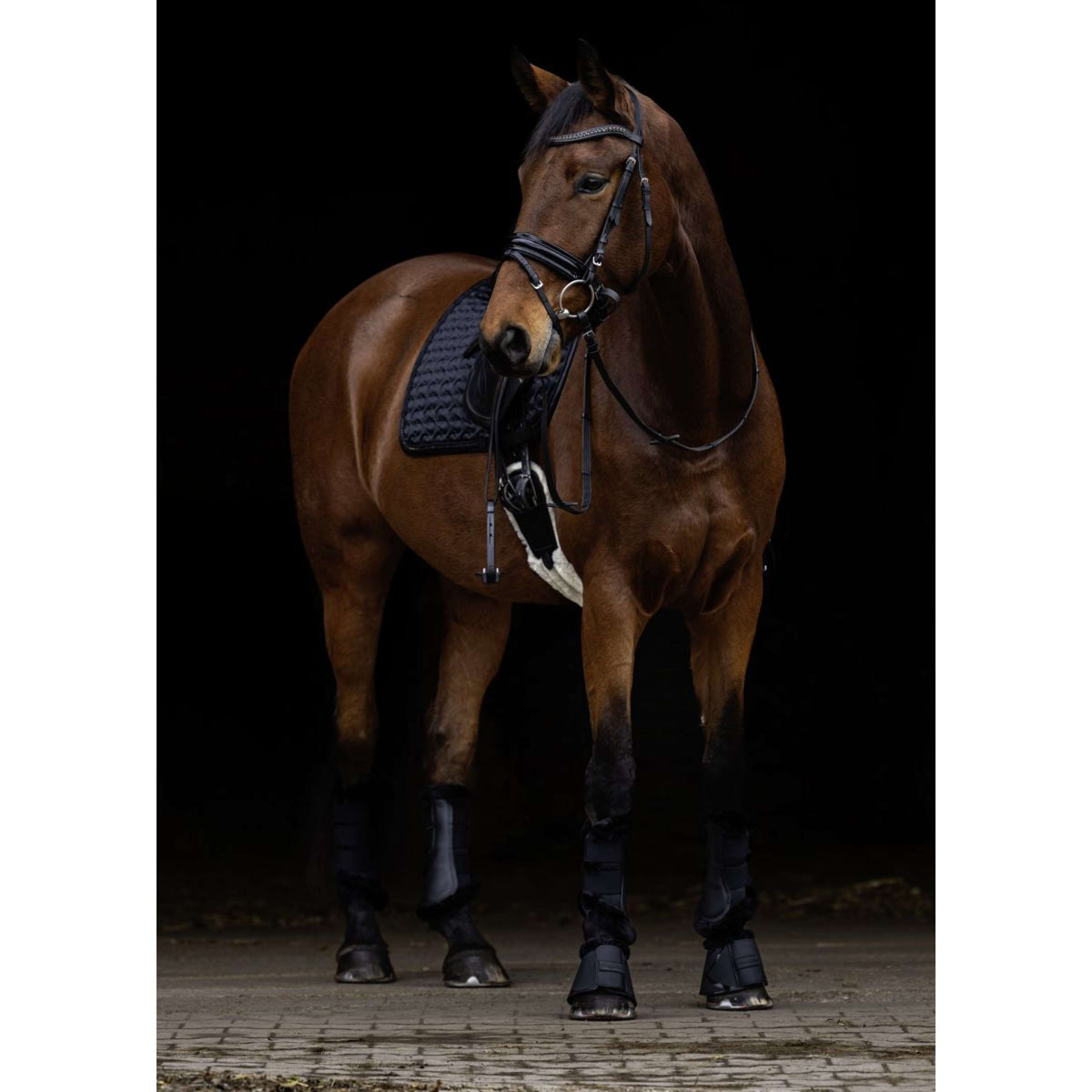 Covalliero Mantilla AW25 Doma clásica Negro