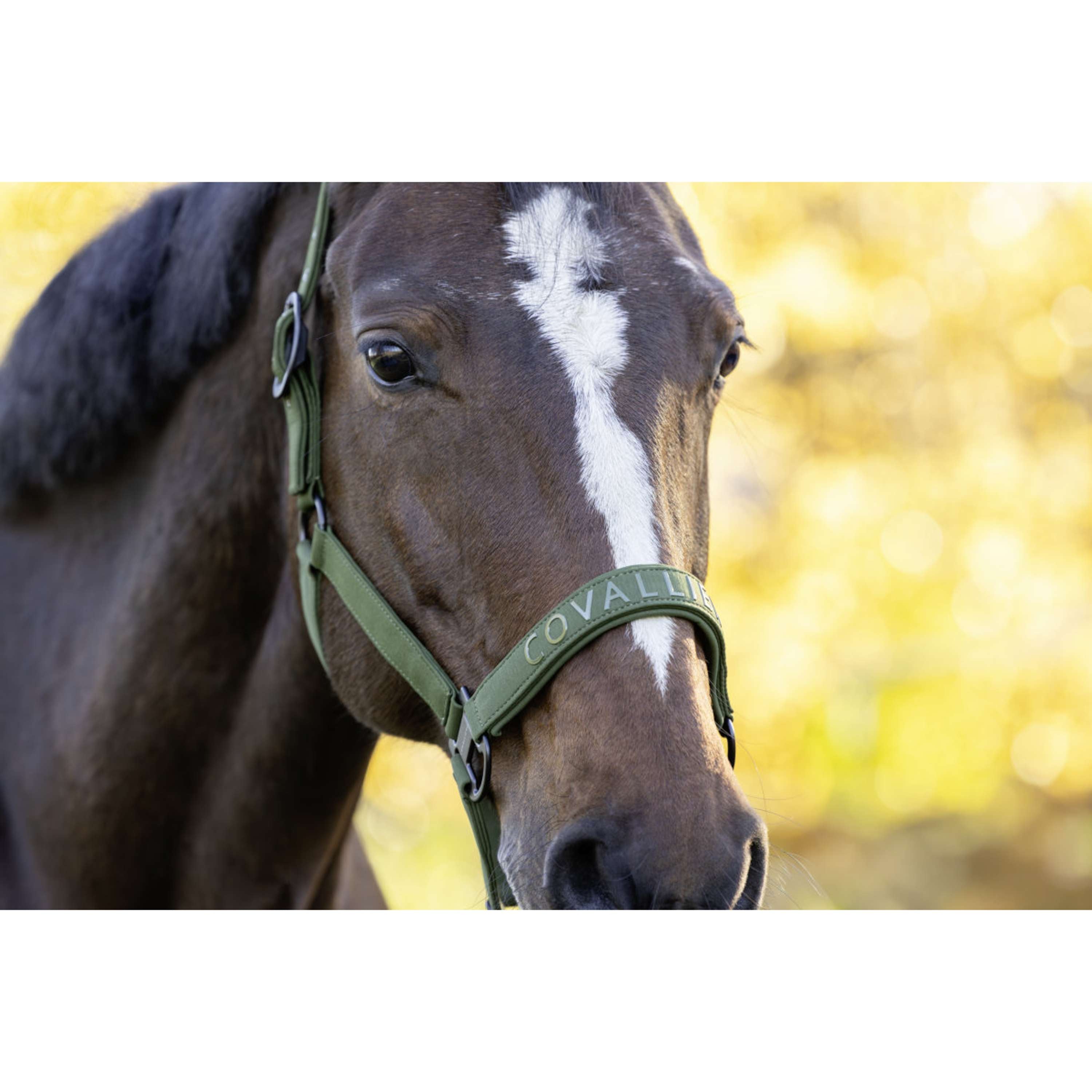 Covalliero Cabestro AW26 Forest Green