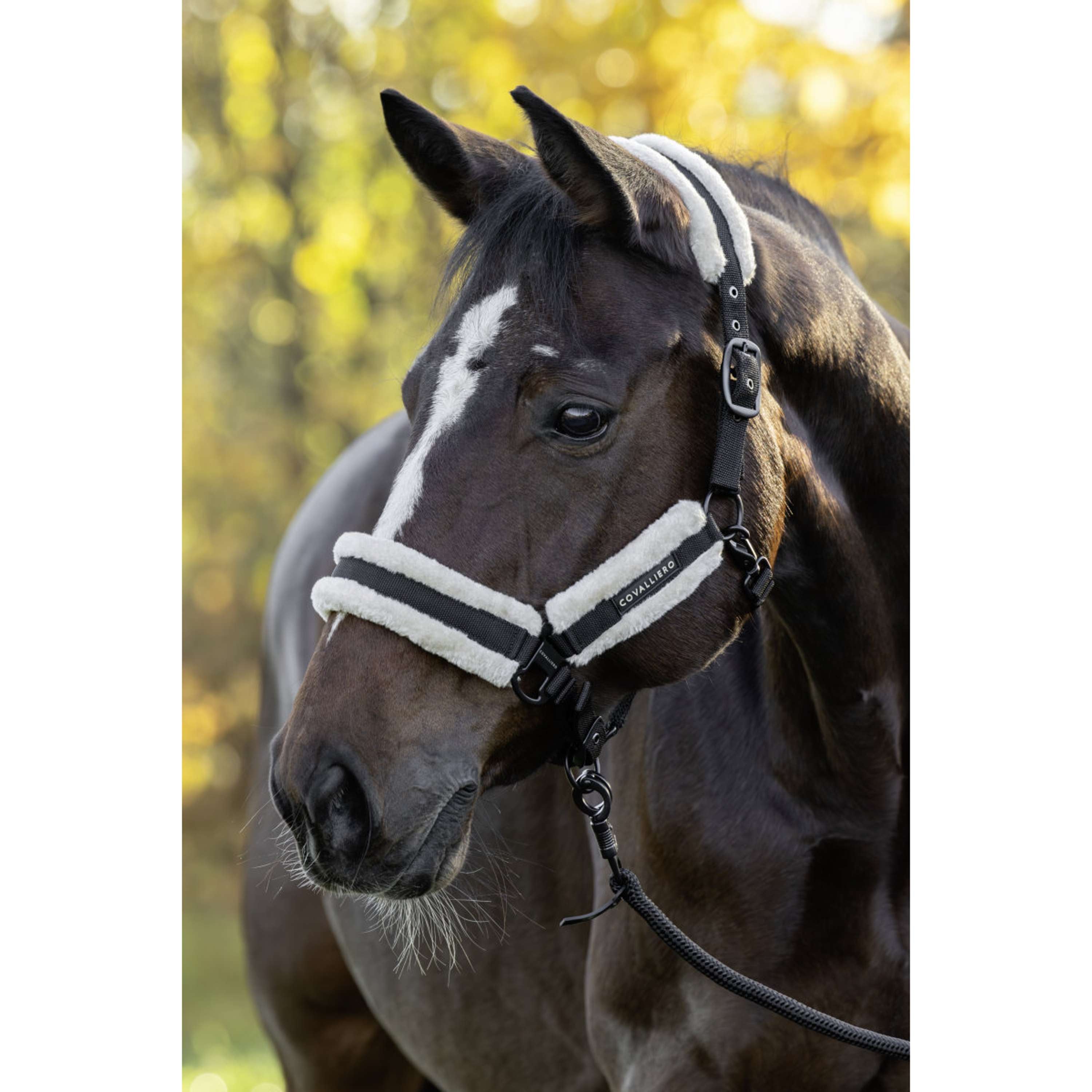 Covalliero Cabestro Soft AW26 Negro