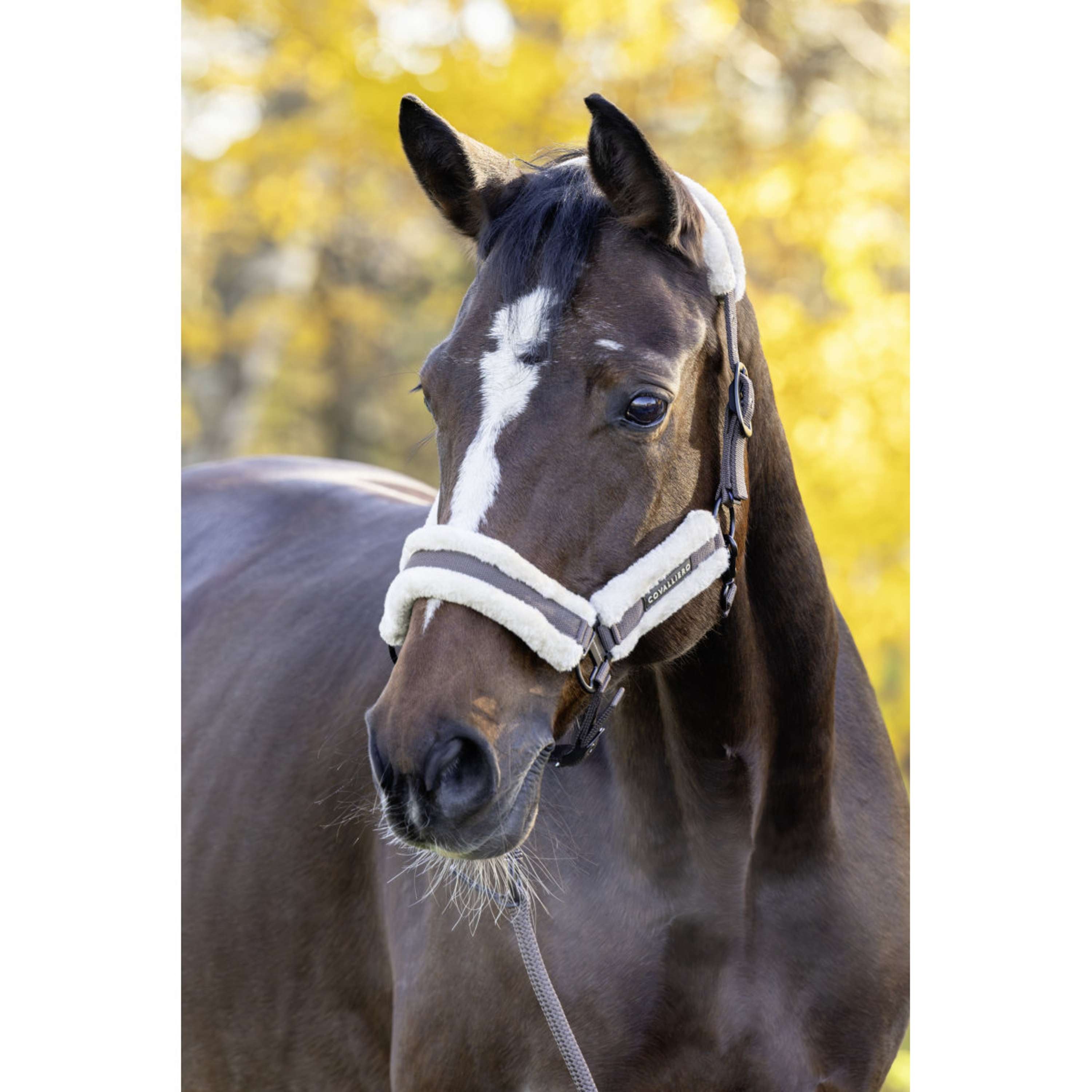 Covalliero Cabestro Soft AW26 Milky Chocolate