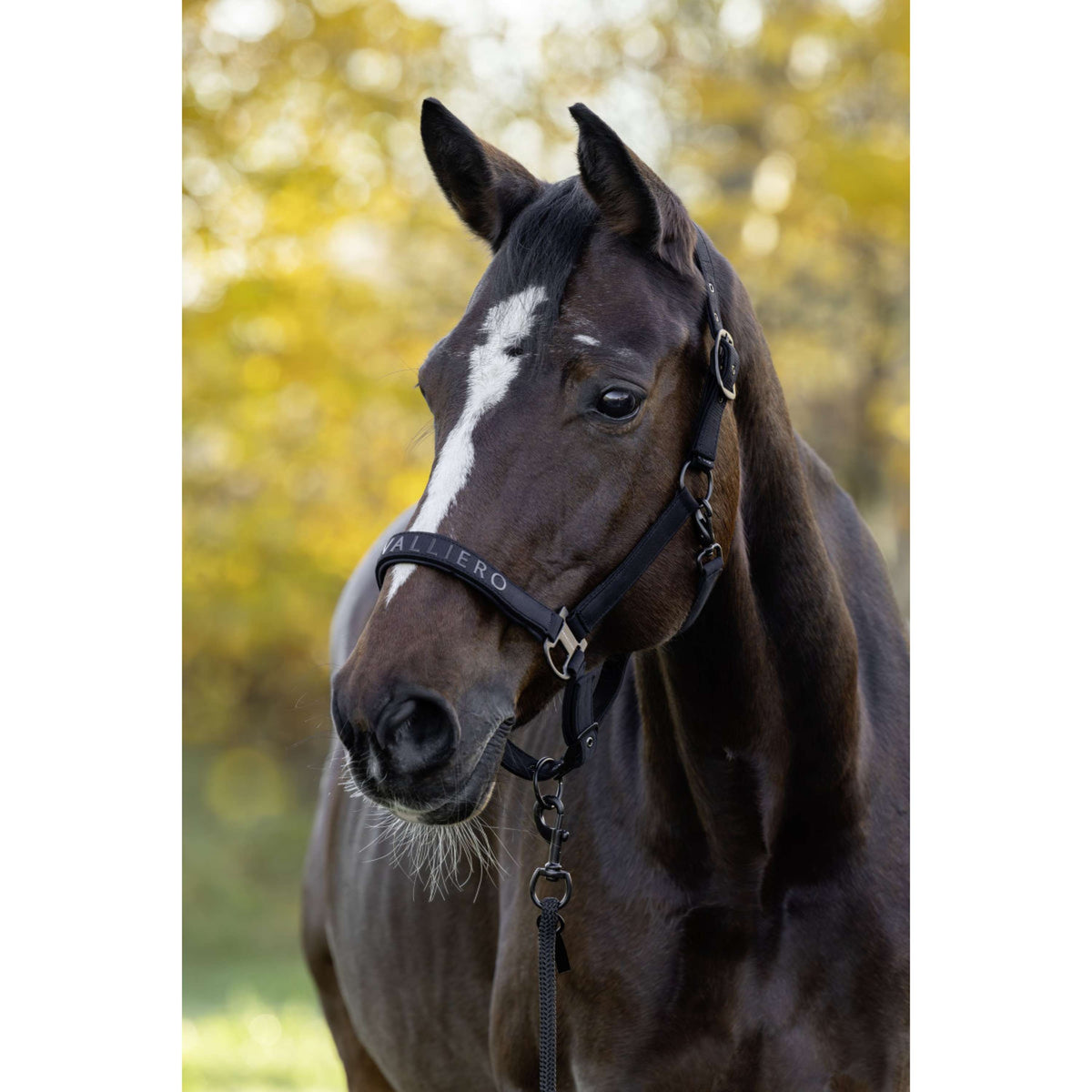 Covalliero Cabestro AW26 Negro
