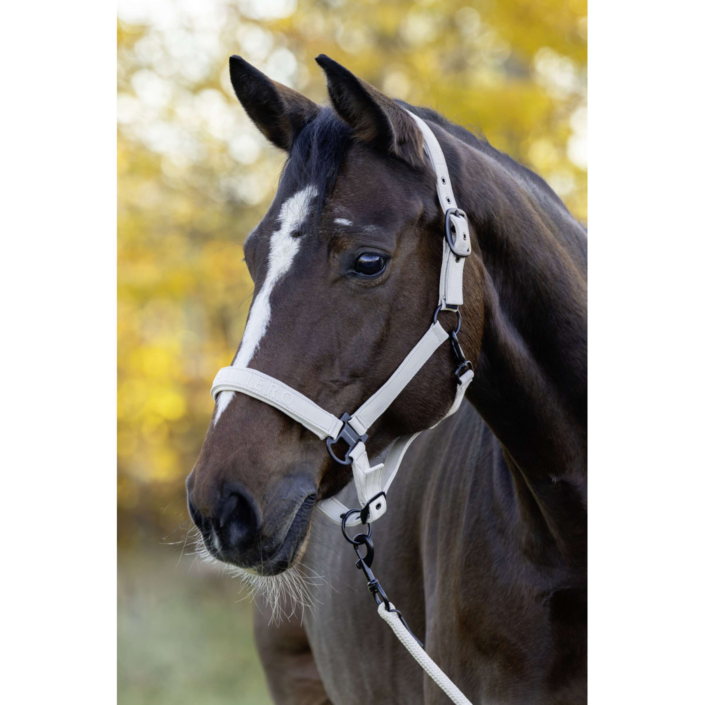 Covalliero Cabestro AW26 Beige