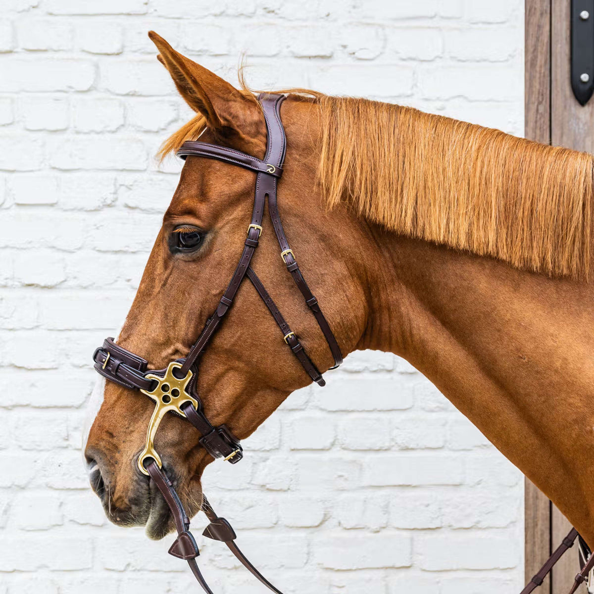 Dyon Brida Hackamore Marron