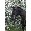 Riding World Brida Negro