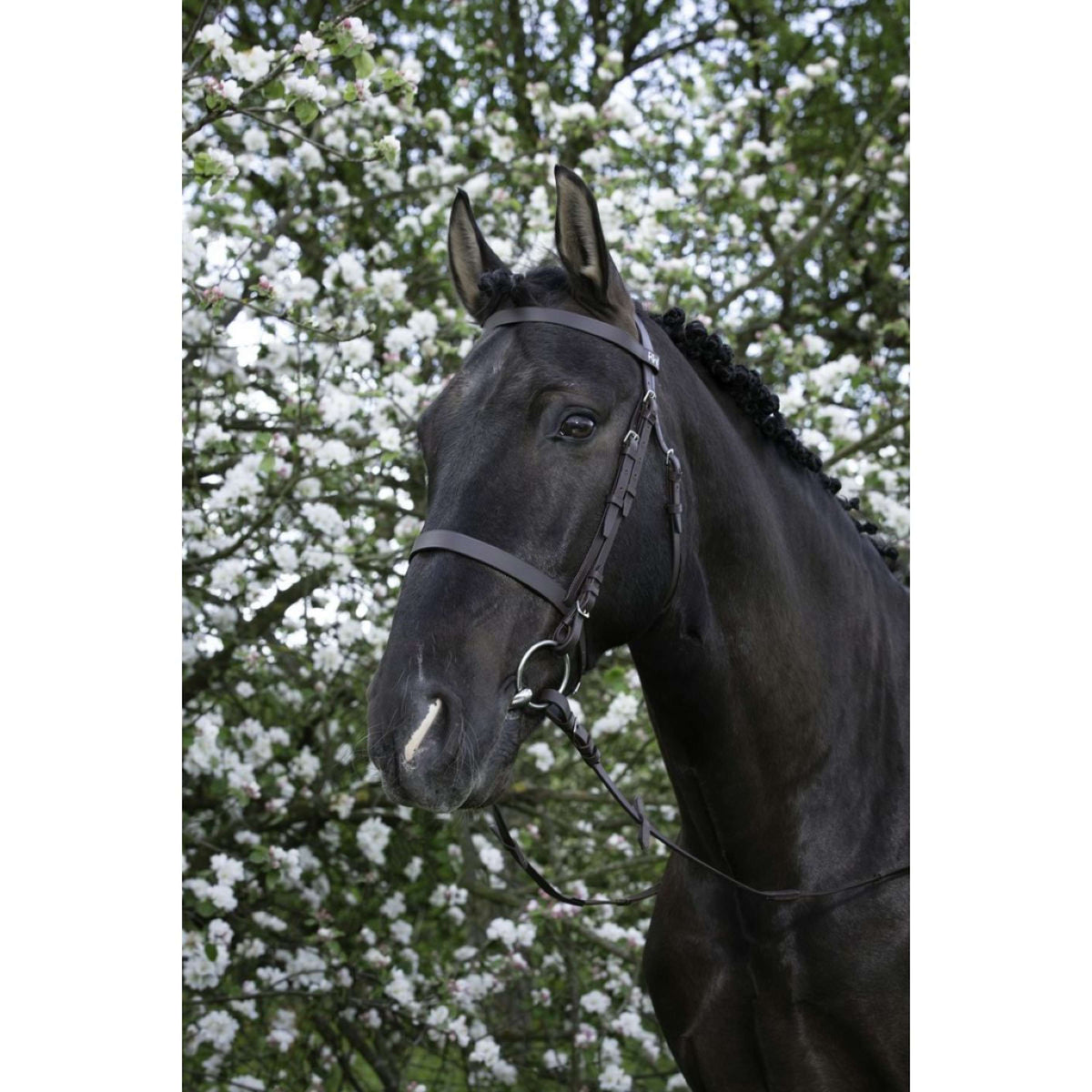 Riding World Brida Habana