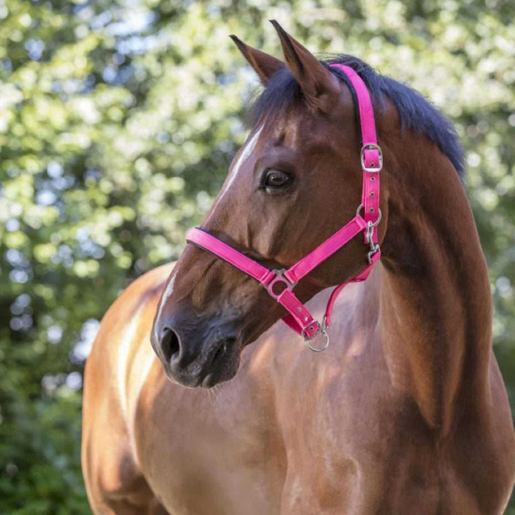 Norton Cabestro Fluo Elevado Rosa