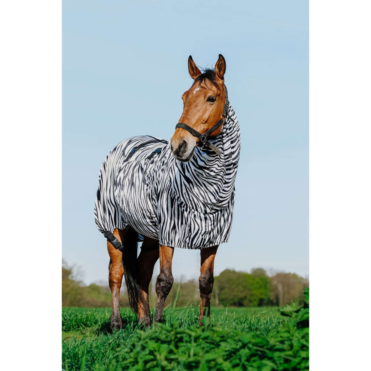 Riding World Manta para Eczema Zebra