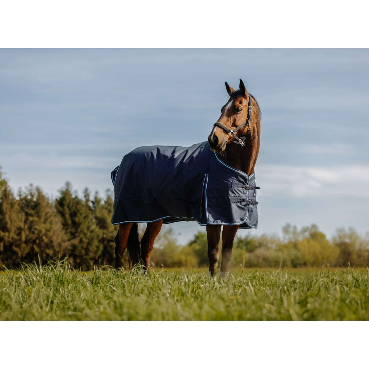 Riding World Alfombra de Exterior Eco 600D 220g Navy