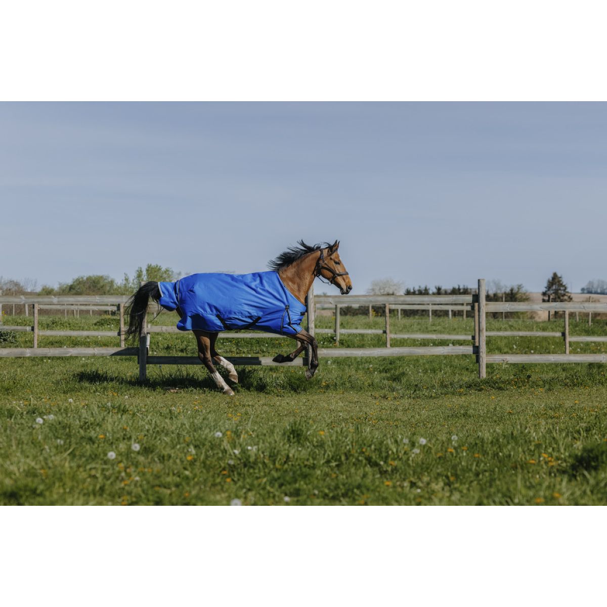 EQUITHÈME Alfombra de Exterior 1200D 50g Aisance Standard Royal Blue