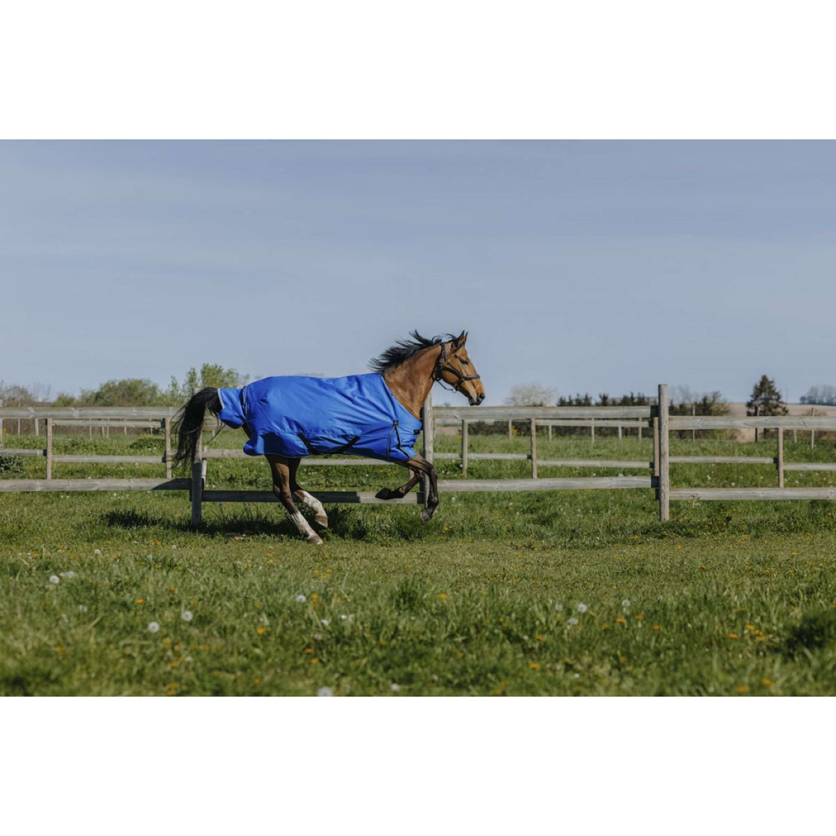 EQUITHÈME Alfombra de Exterior 1200D 50g Aisance Standard Royal Blue