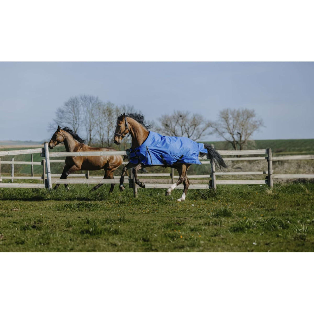 EQUITHÈME Alfombra de Exterior 1200D 50g Aisance Standard Royal Blue