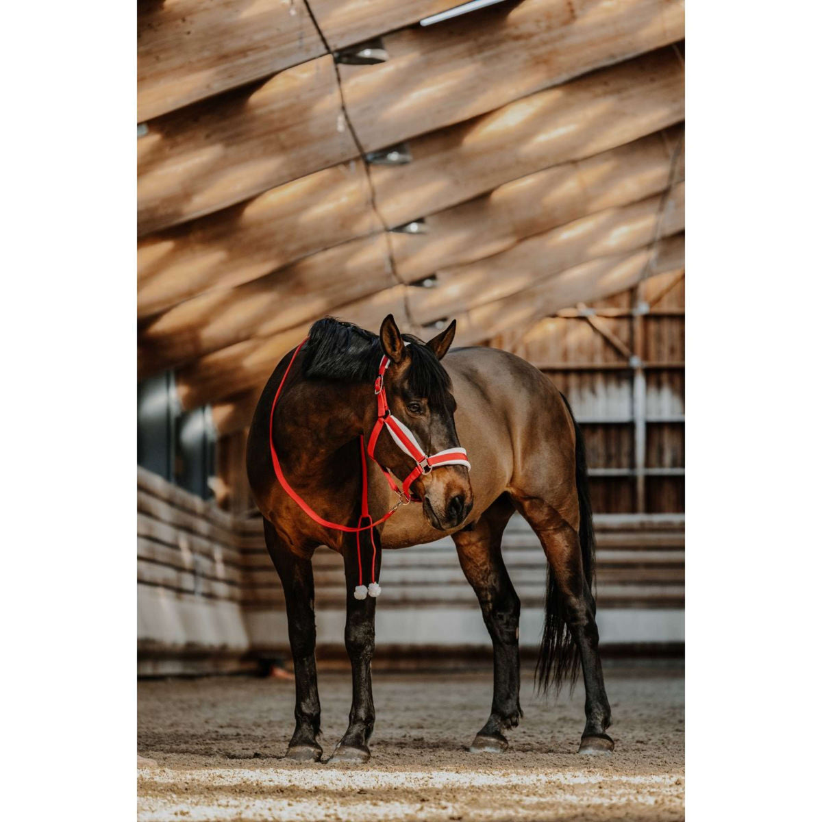 EQUITHÈME Juego de Cabestro Navidad Rojo