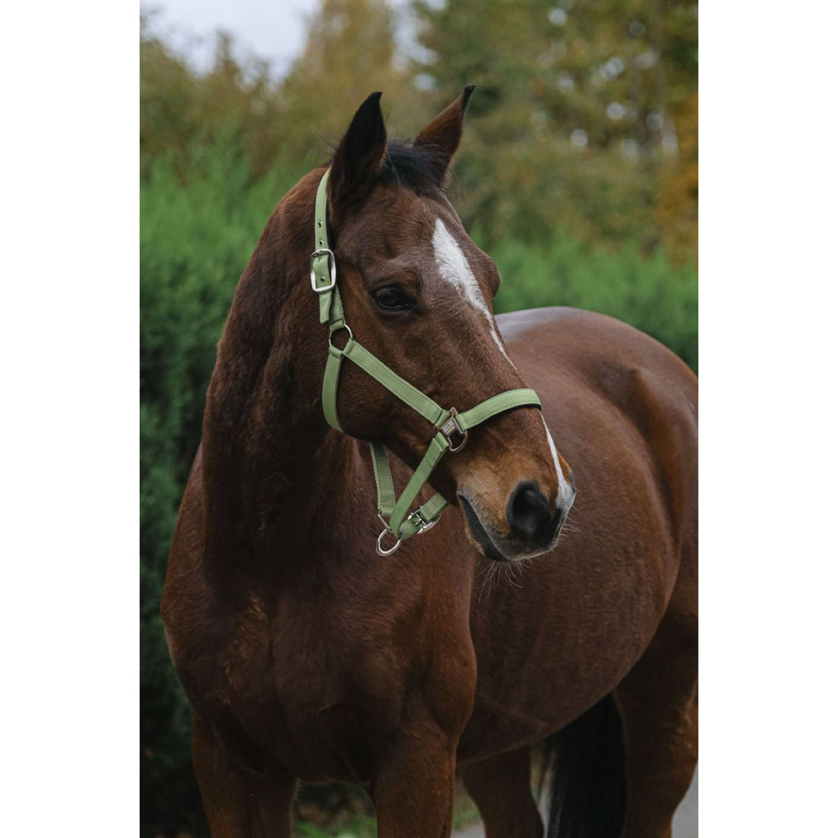 EQUITHÈME Cabezada Spring Nylon Verde claro