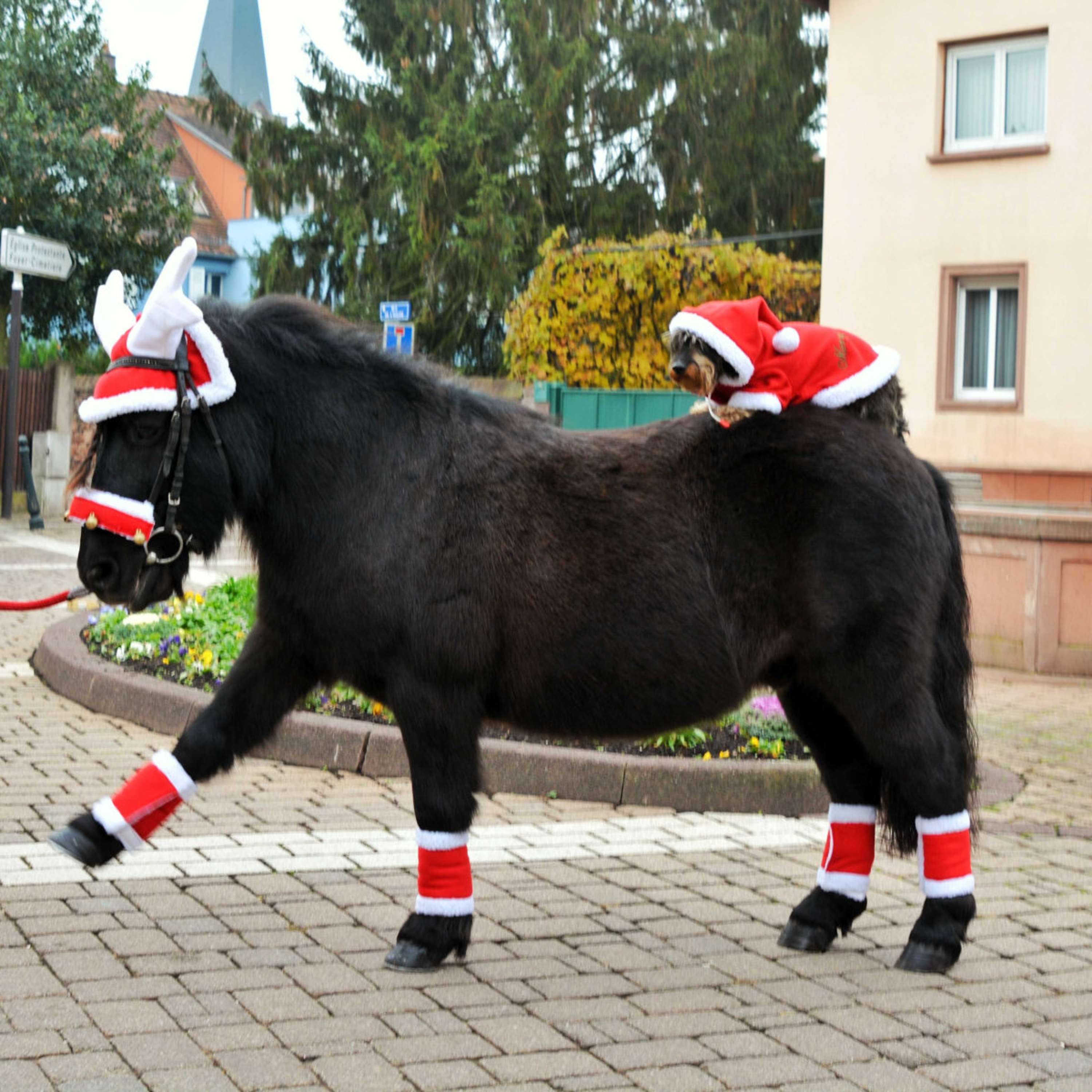 EQUITHÈME Cuerno de Reno Sombrero de Navidad Rojo
