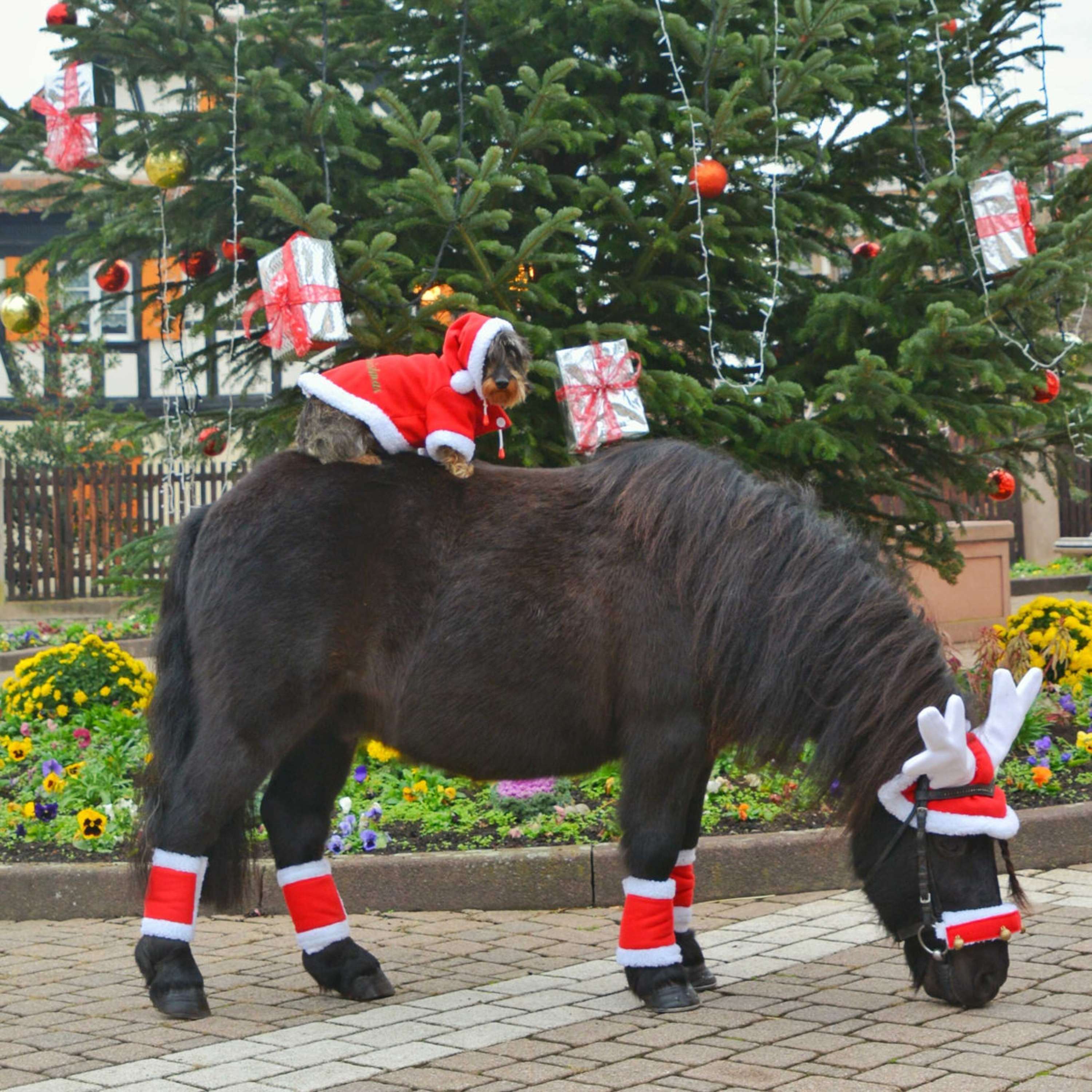 EQUITHÈME Cuerno de Reno Sombrero de Navidad Rojo