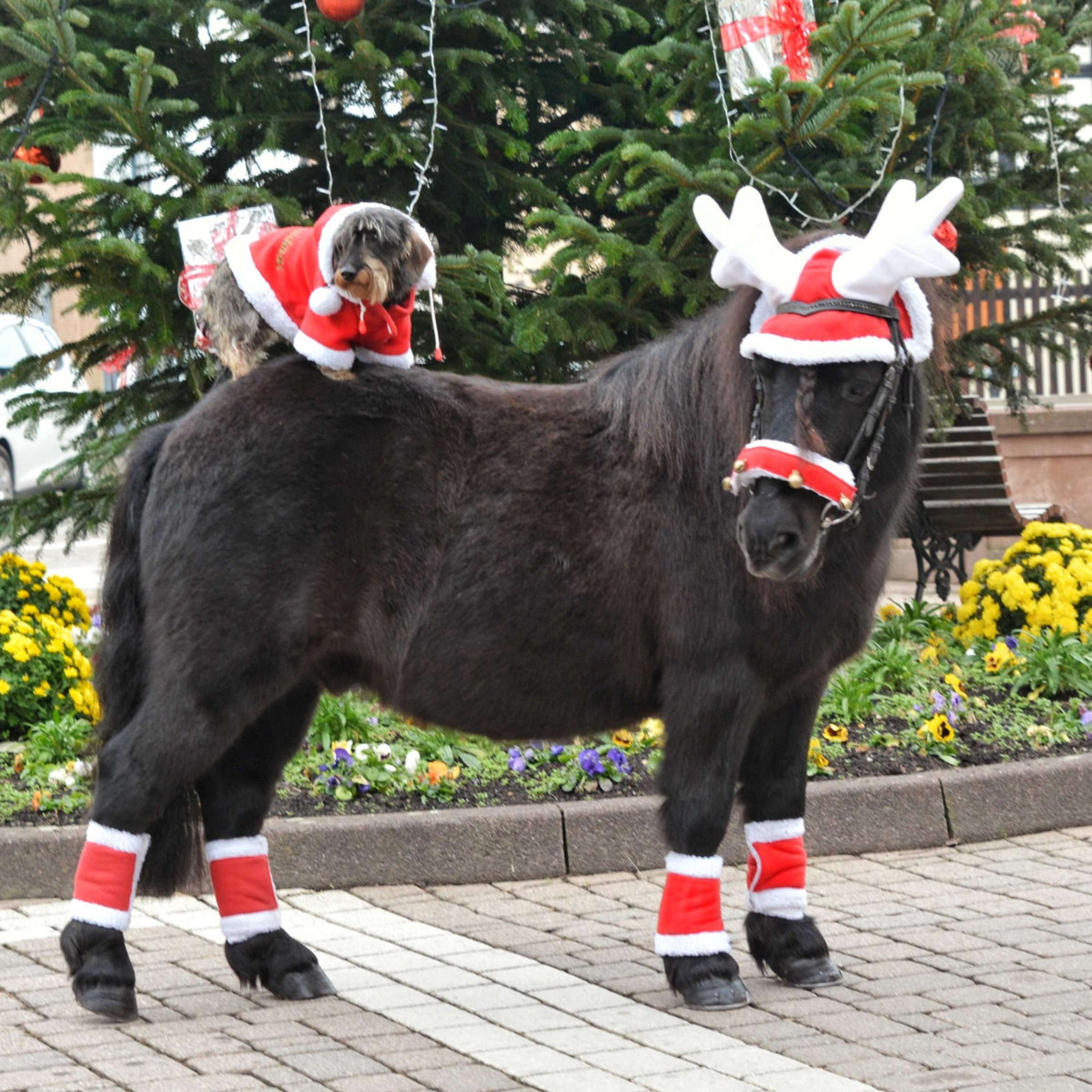 EQUITHÈME Cuerno de Reno Sombrero de Navidad Rojo