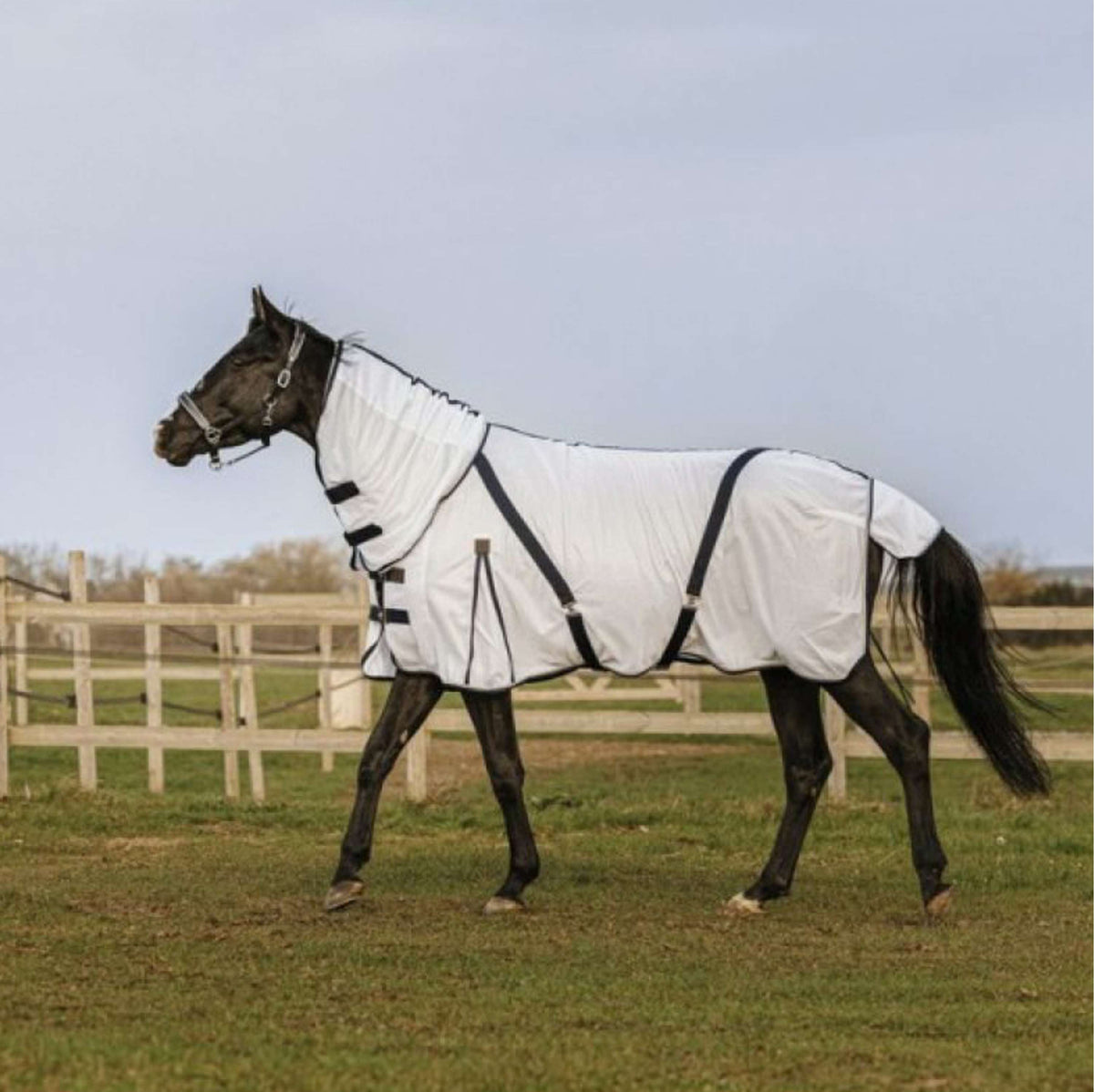 EQUITHÈME Manta Antimoscas Mesh Summer Blanco