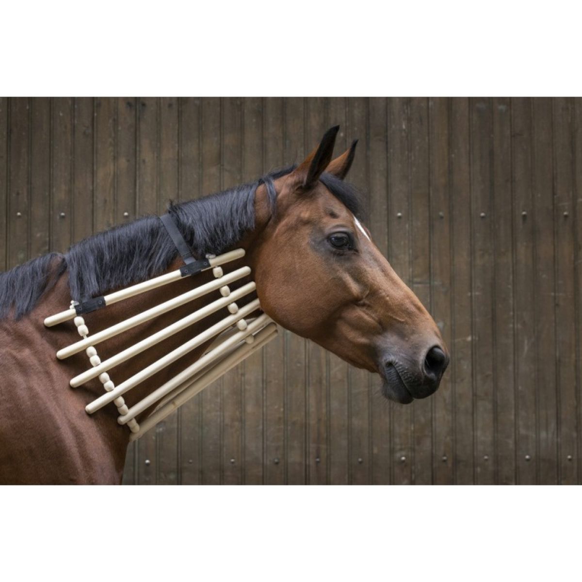 Hippotonic Collarín