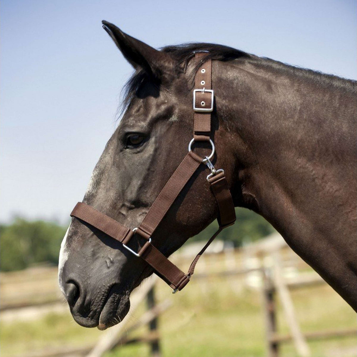 Norton Cabezada para Caballo de Tiro Marron