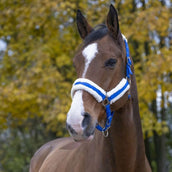 Norton Cabezada Confort Azul brillante