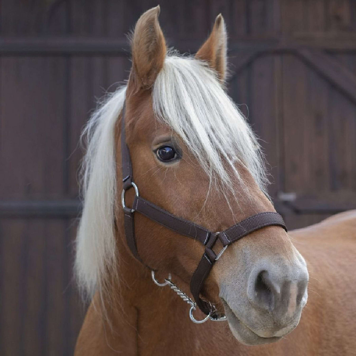 Norton Cabezada Pro Marron