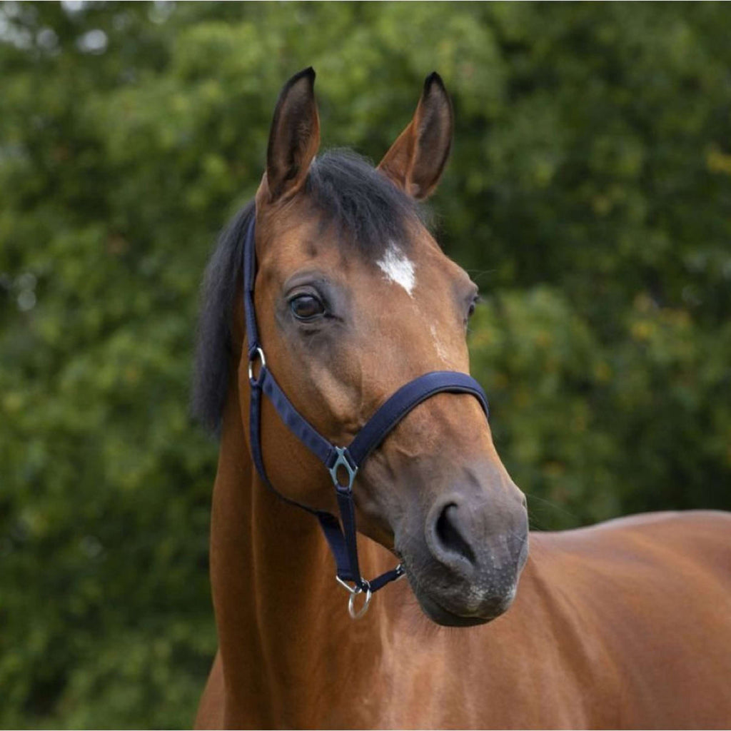 Norton Cabestro Forrado con Neopreno Navy