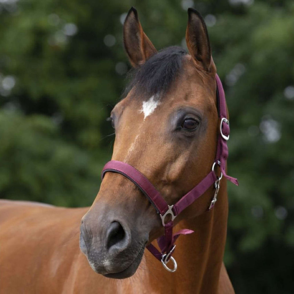 Norton Cabestro Forrado con Neopreno Bordeaux