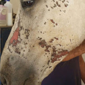 Animaderm Crema de Cuidado Cutene