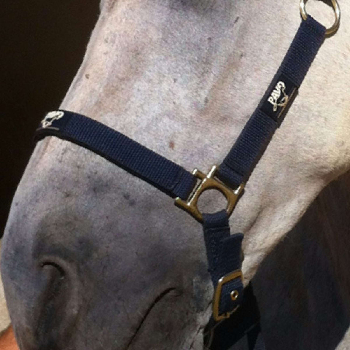 Animaderm Crema de Cuidado Cutene