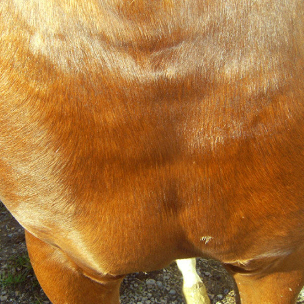Animaderm Crema de Cuidado Cutene