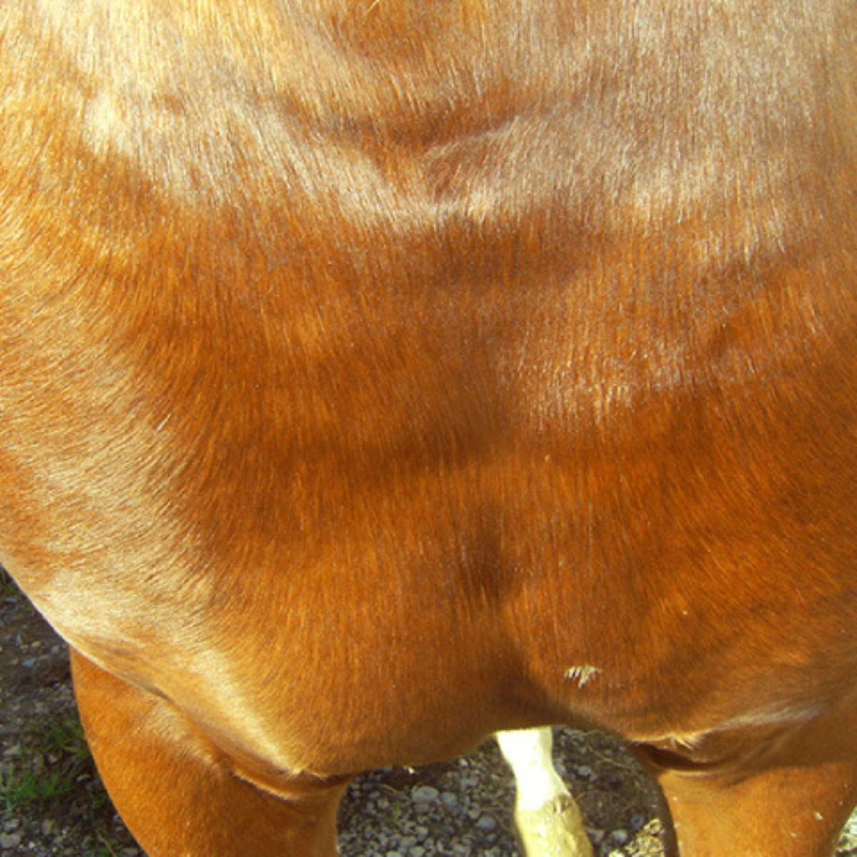 Animaderm Crema de Cuidado Cutene