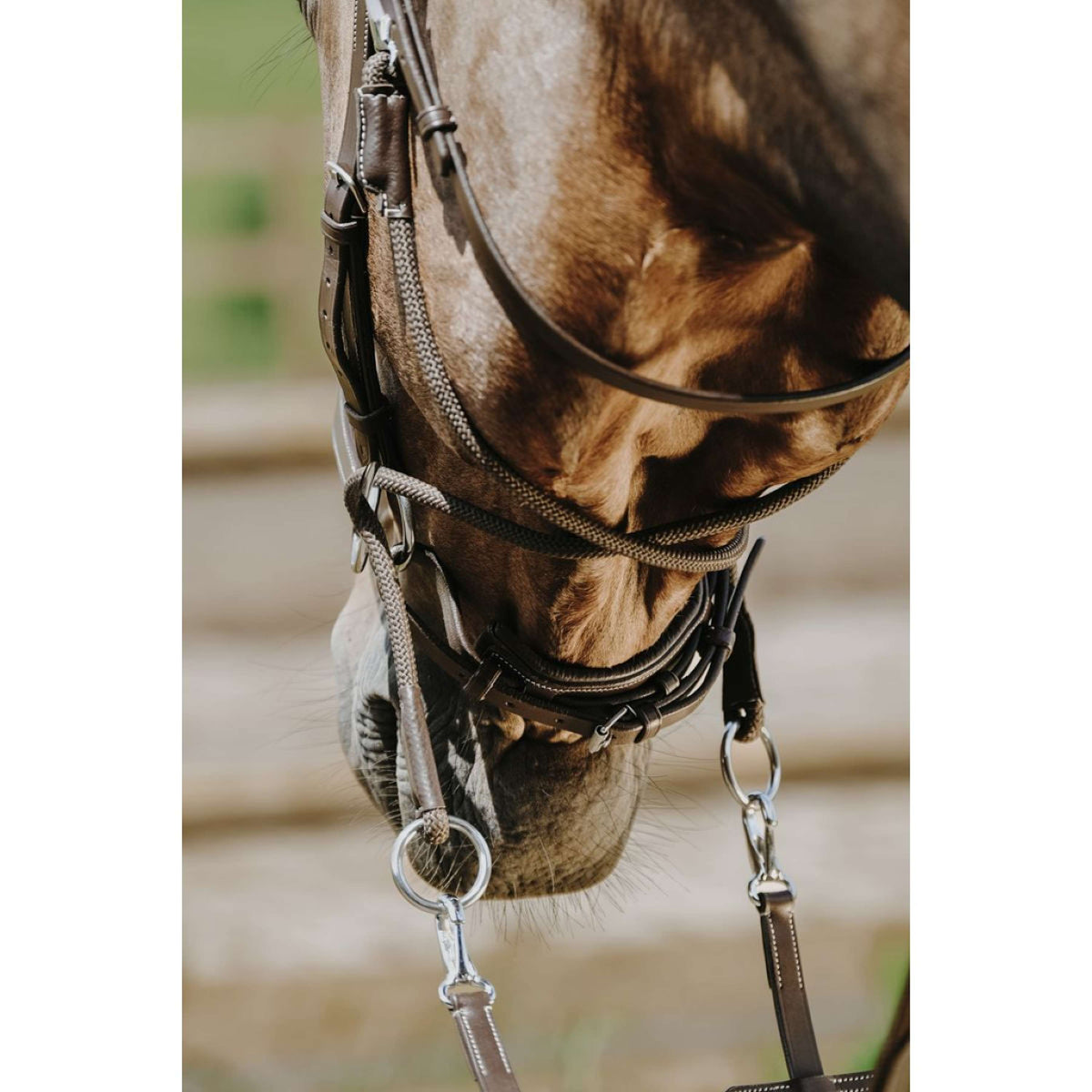 Norton Brida sin Bocado Habana