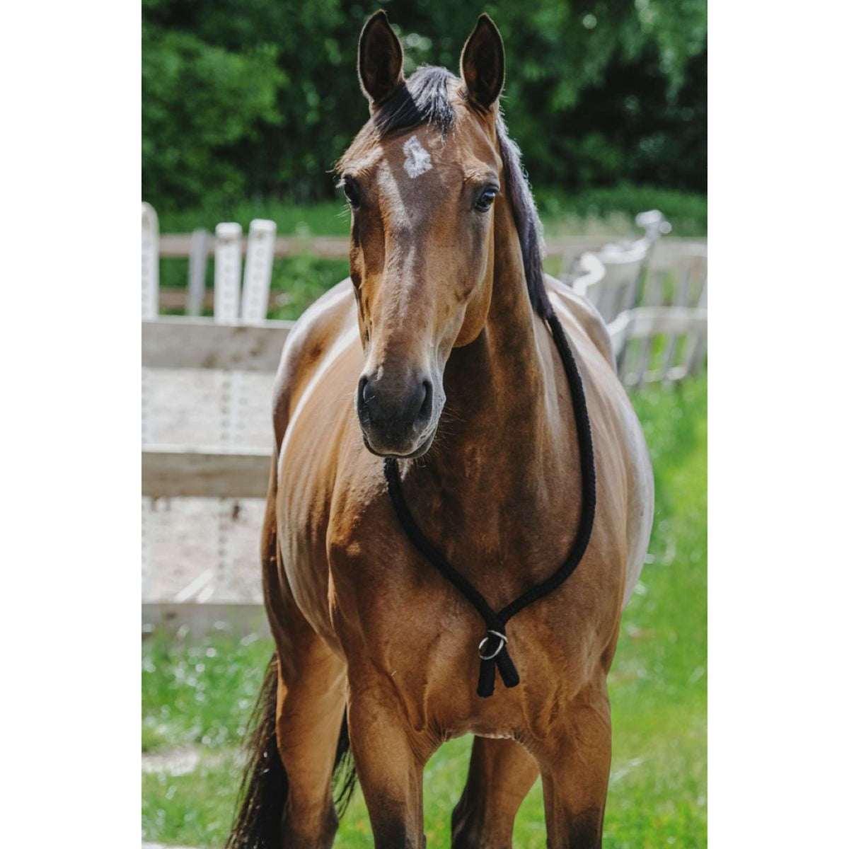 Norton Neckrope Negro