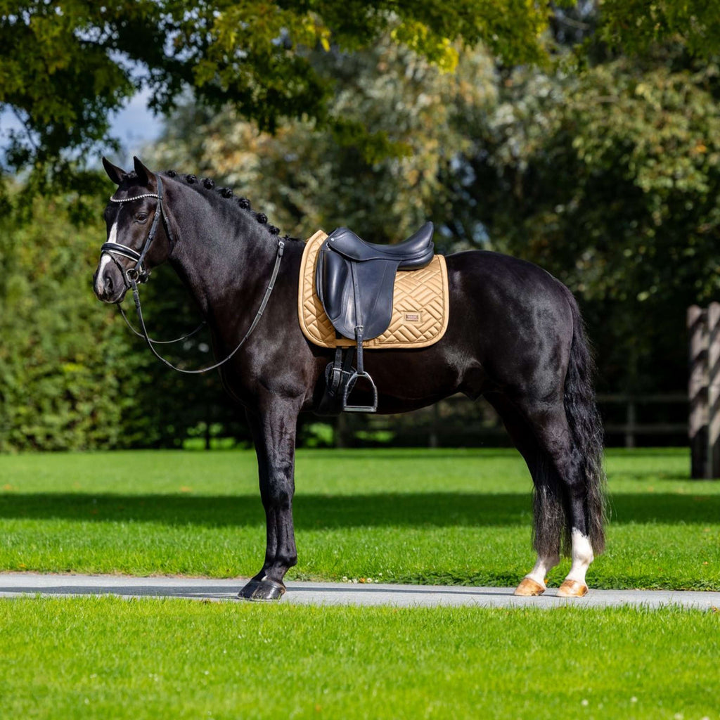 Equestrian Stockholm Mantilla Modern Doma clásica Midsummer Glow