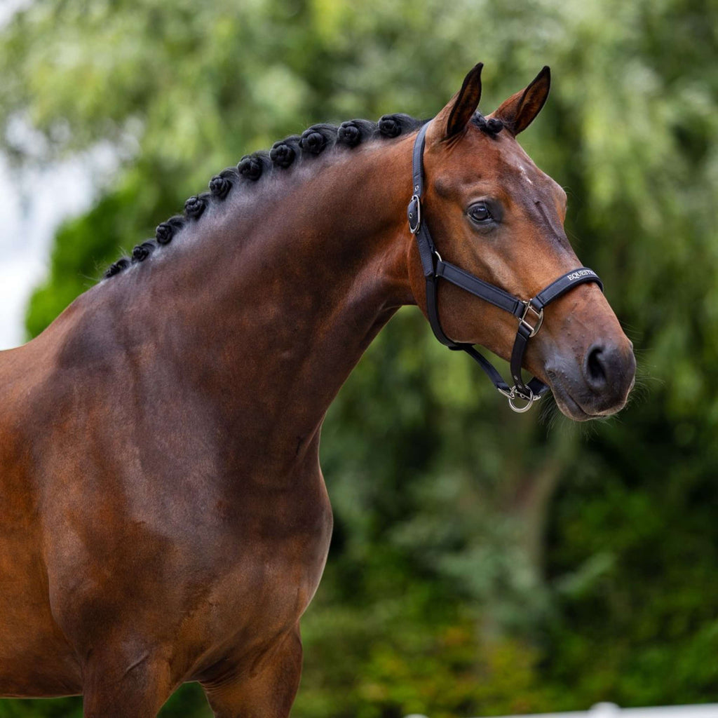 Equestrian Stockholm Cabestro Line Negro