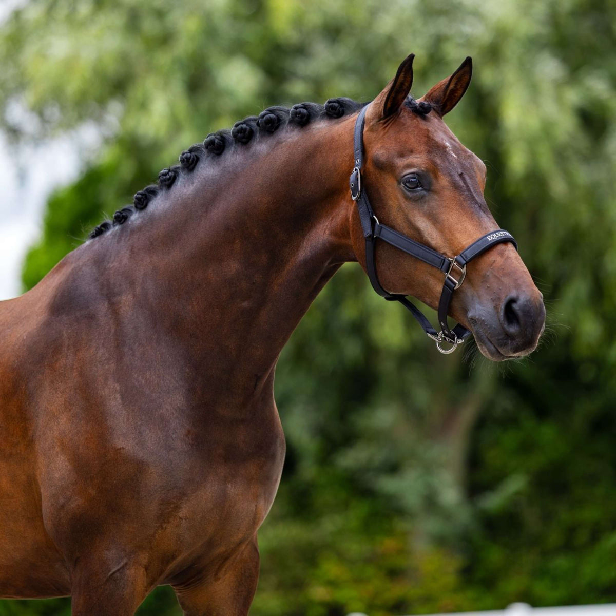 Equestrian Stockholm Cabezada Line Negro