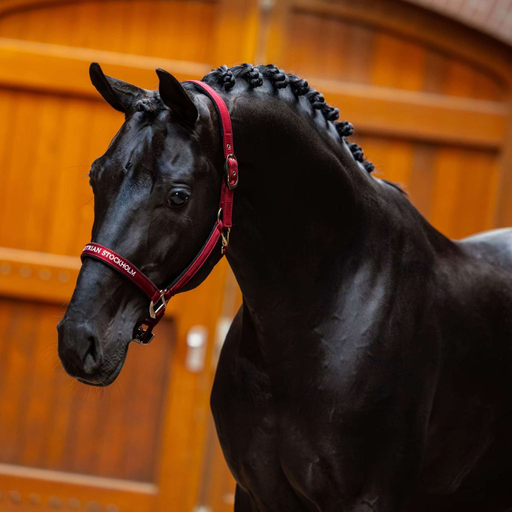 Equestrian Stockholm Cabestro Line Bordeaux