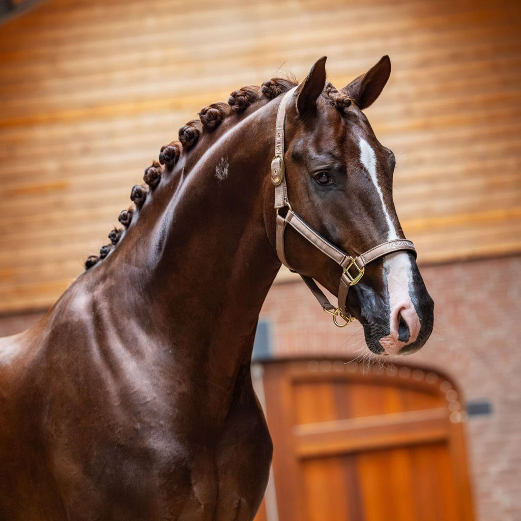 Equestrian Stockholm Cabestro Line Champagne