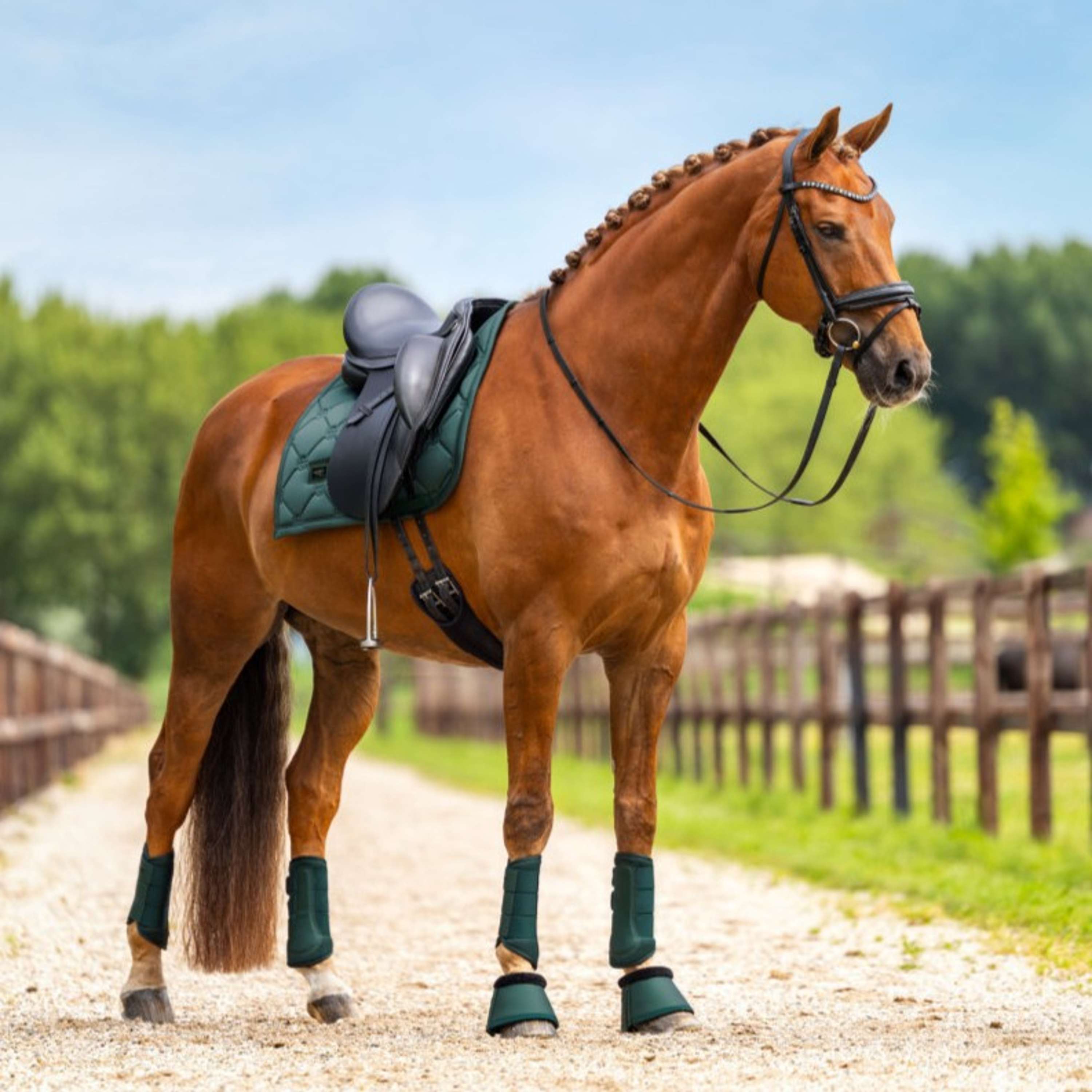 Equestrian Stockholm Mantilla Satin Doma Clásica Sycamore Green