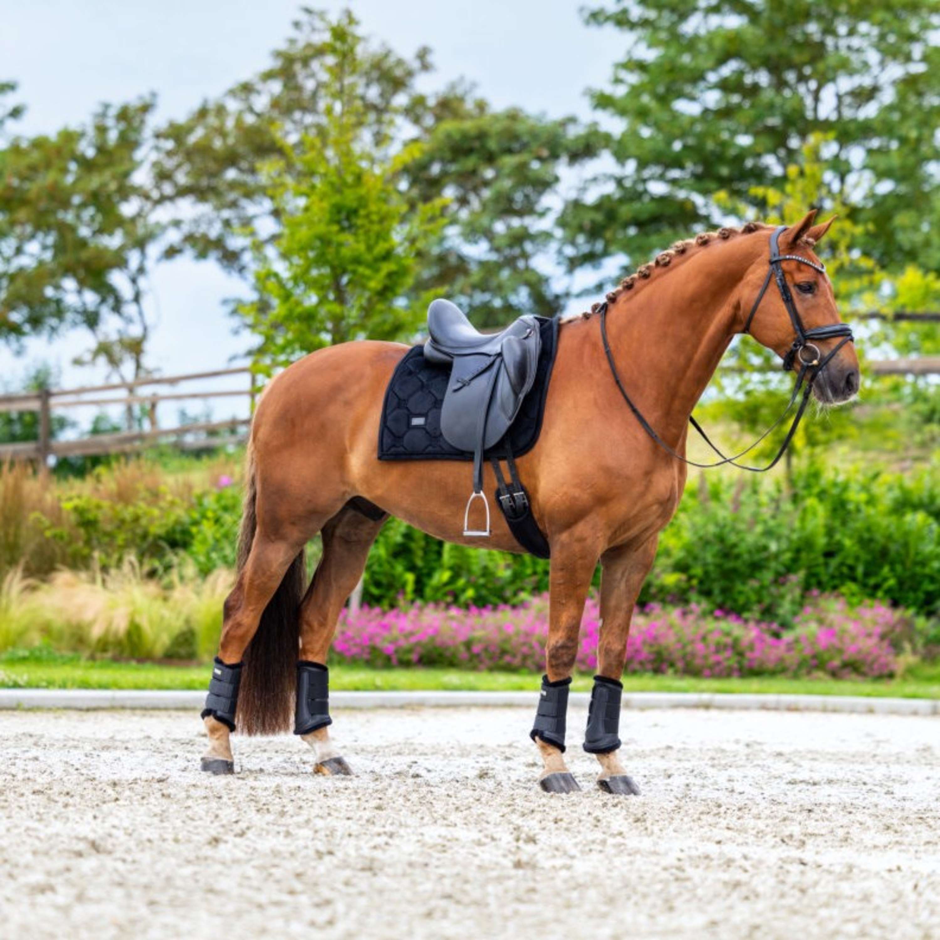 Equestrian Stockholm Mantilla Velvet Doma Clásica Negro