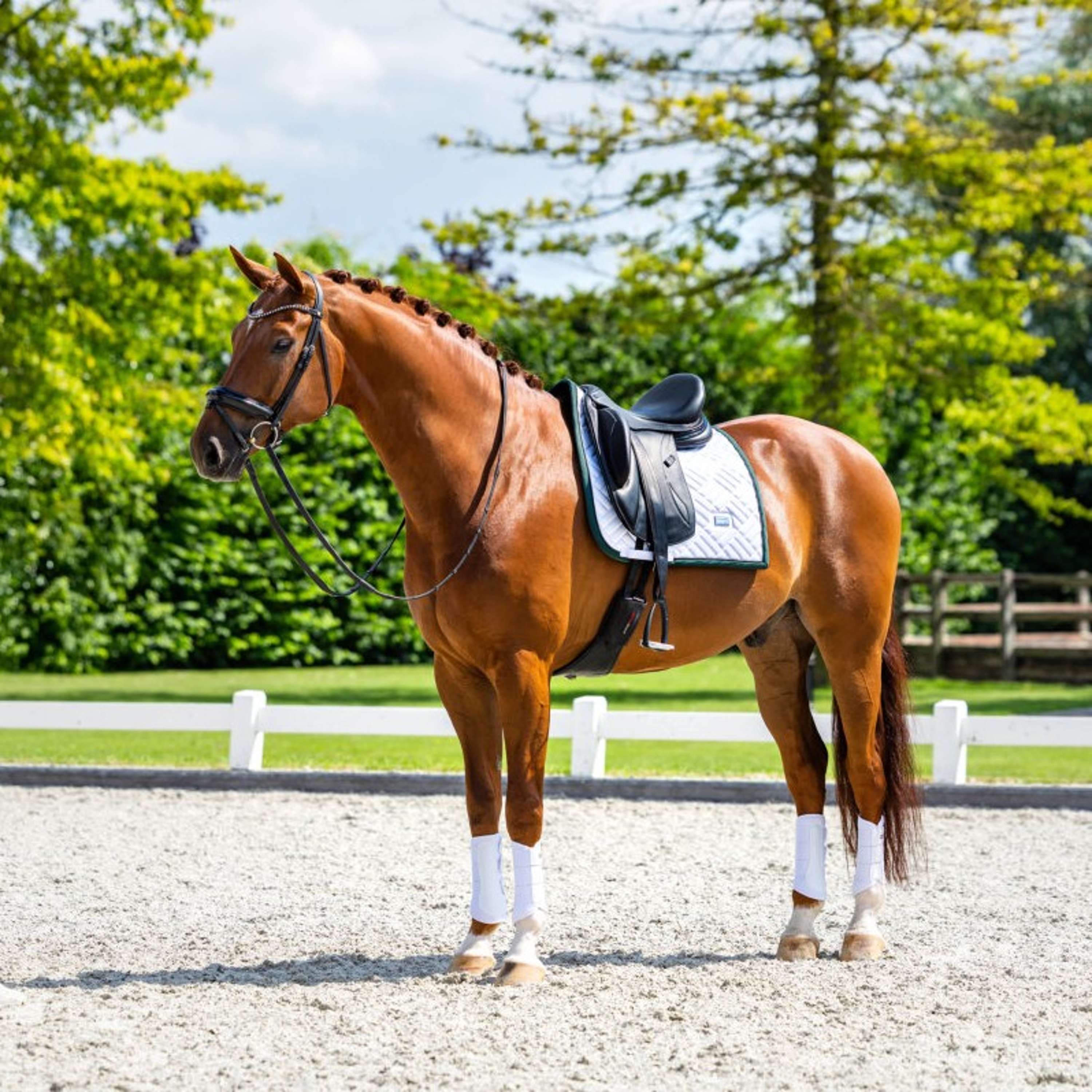 Equestrian Stockholm Mantilla Modern Doma Clásica Blanco/Sycamore Green
